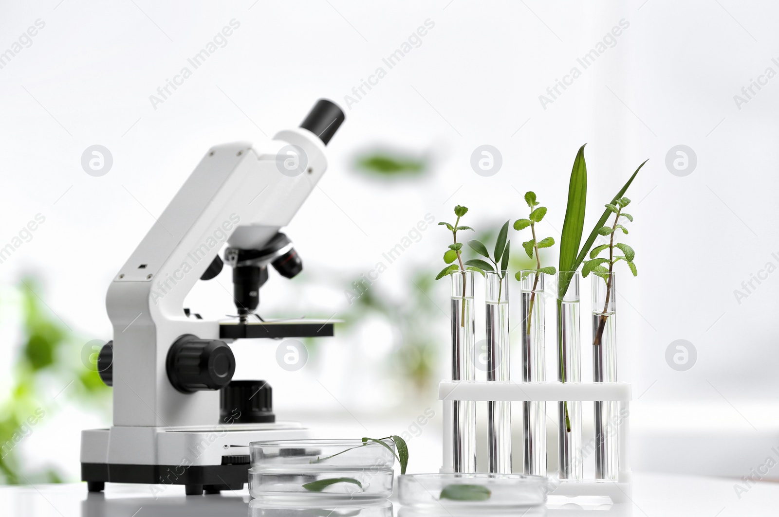 Photo of Laboratory glassware with different plants and microscope on table against blurred background. Chemistry research