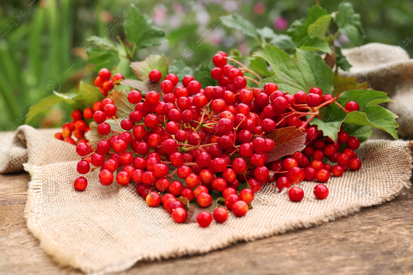 Photo of Branch of viburnum with ripe berries on table outdoors