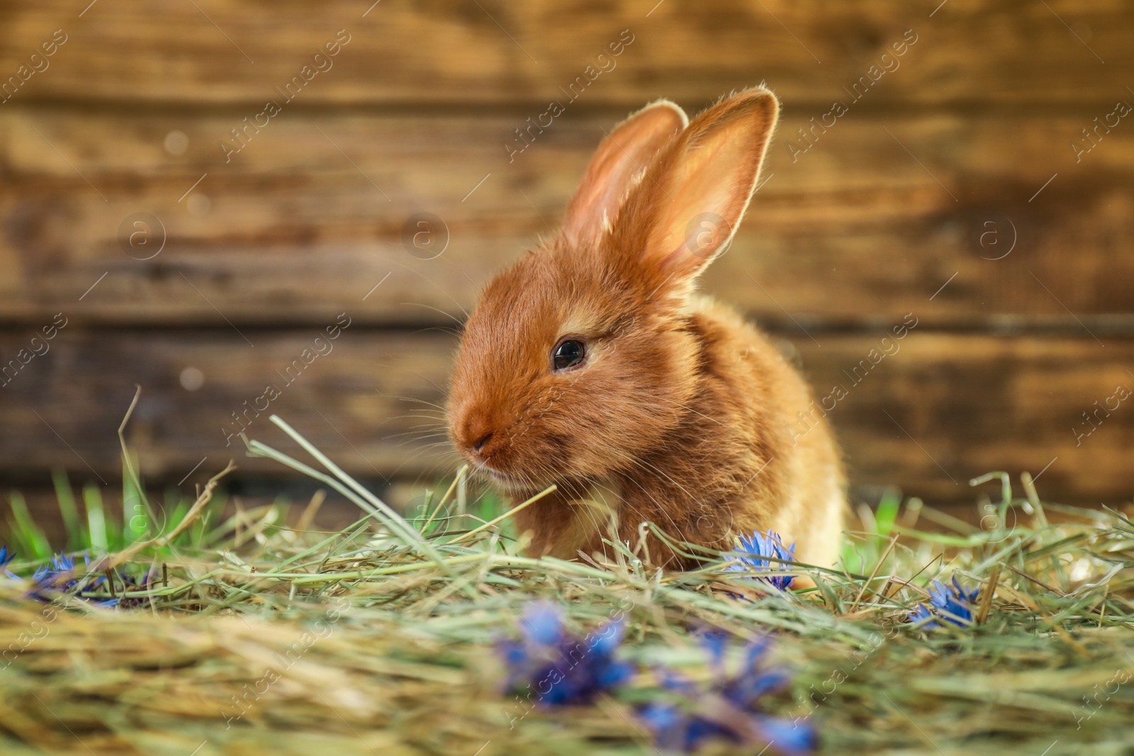 Photo of Adorable red bunny on straw against blurred background