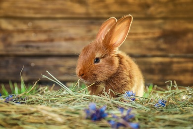 Adorable red bunny on straw against blurred background