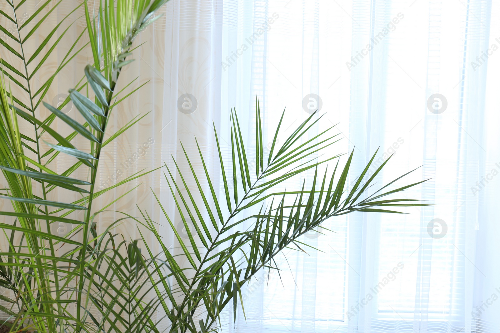 Photo of Beautiful palm plant with green leaves near curtain indoors. Space for text