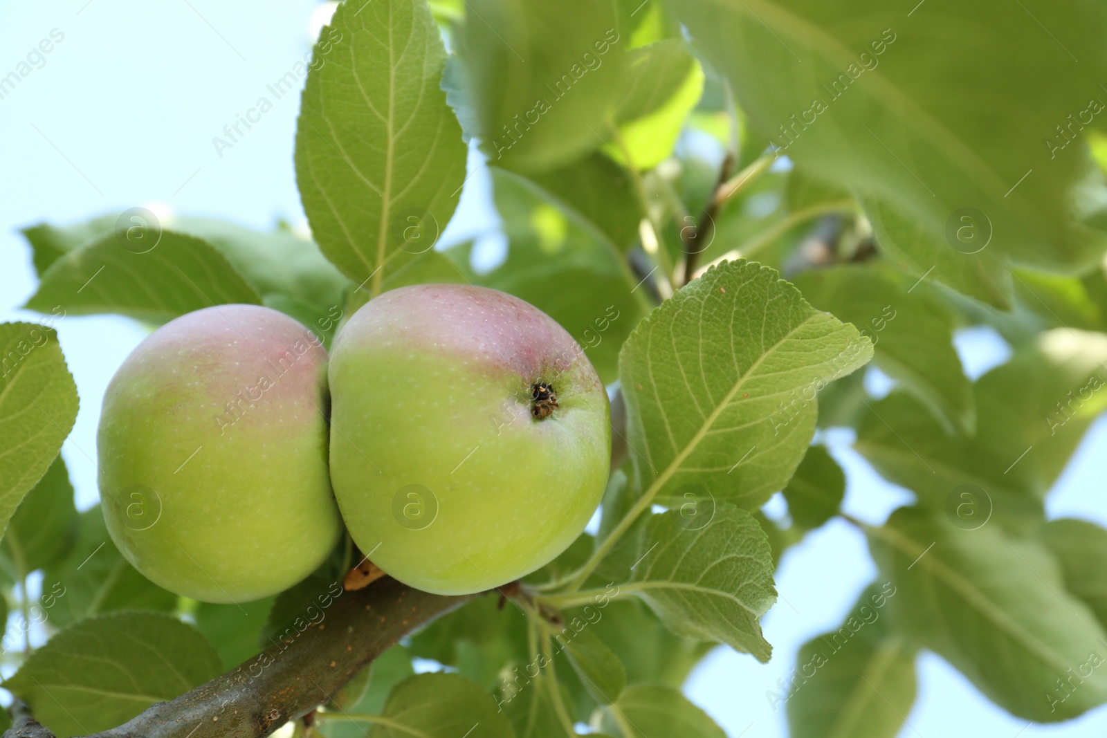 Photo of Fresh and ripe apples on tree branch, closeup