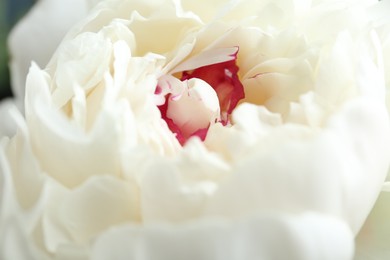 Photo of Closeup view of beautiful white peony flower