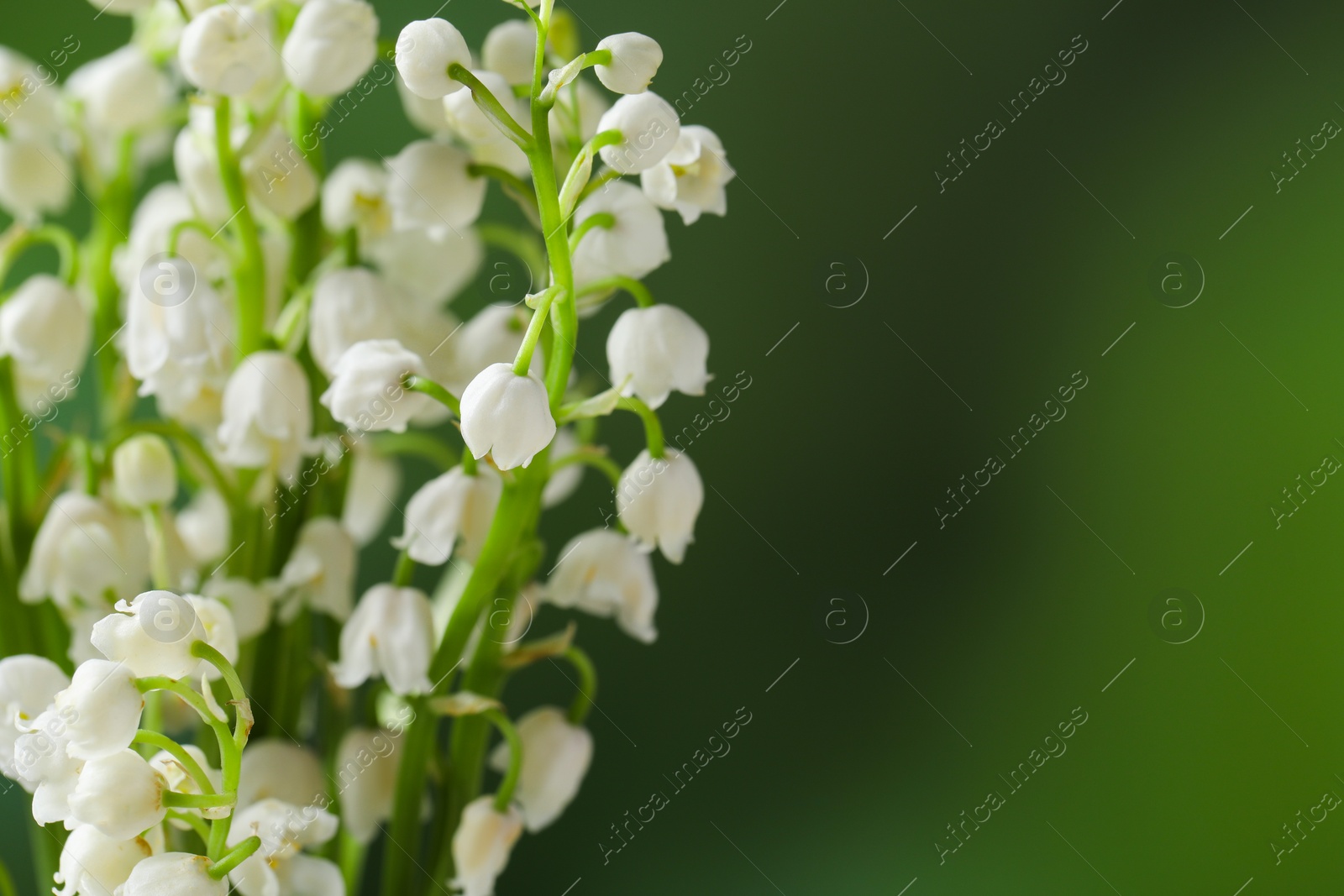 Photo of Beautiful lily of the valley flowers on blurred green background, closeup. Space for text