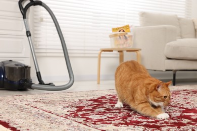 Photo of Cute ginger cat on carpet at home. Space for text