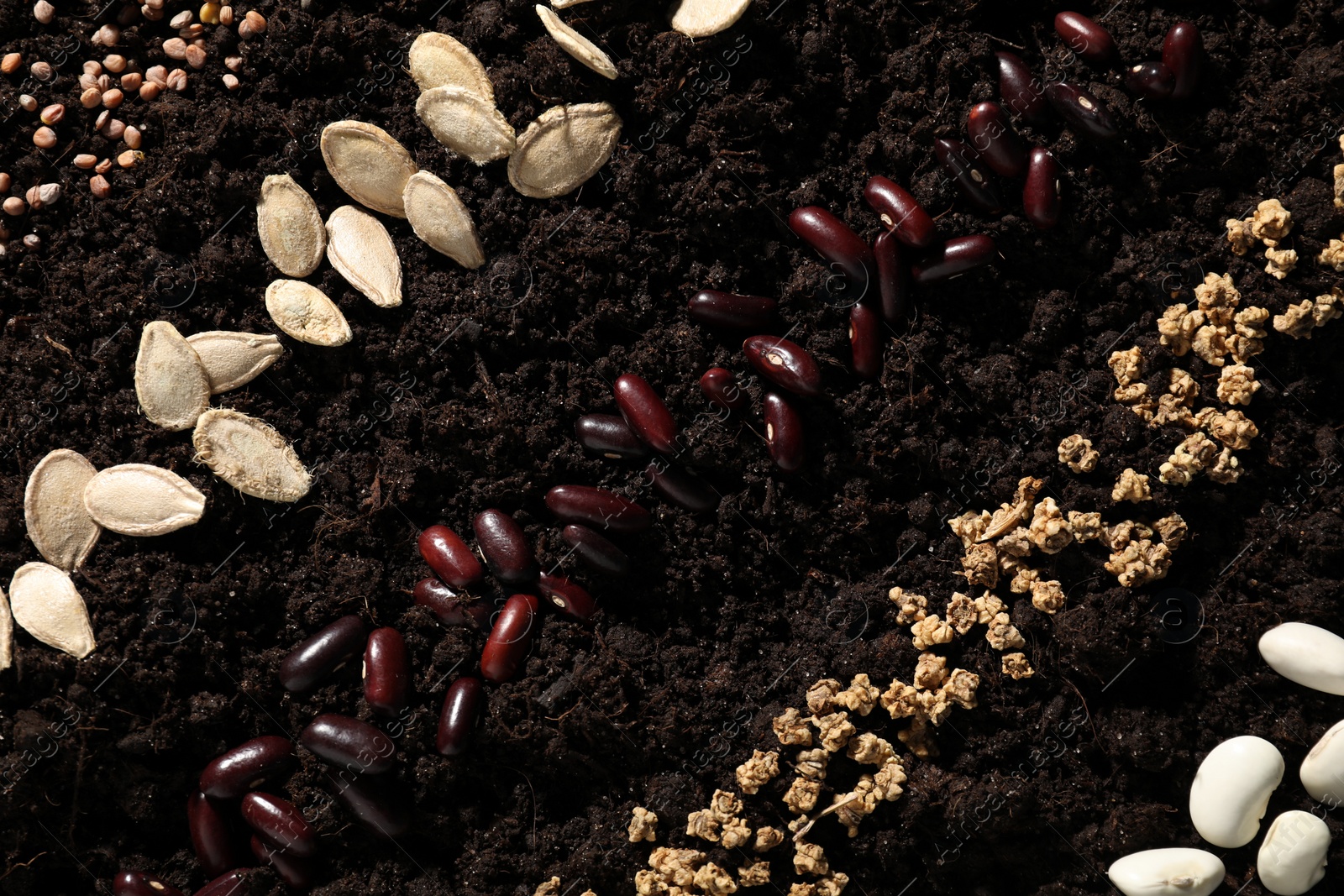 Photo of Different vegetable seeds on fertile soil, flat lay