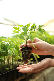 Photo of Woman with tomato seedling in greenhouse, closeup