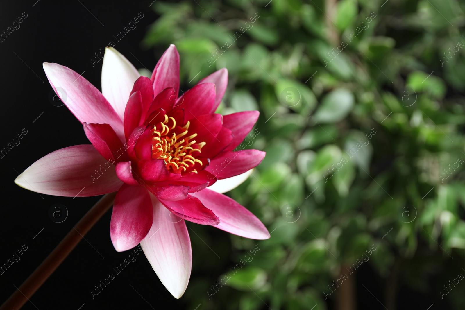 Photo of Beautiful pink lotus flower and blurred green plant on background. Space for text