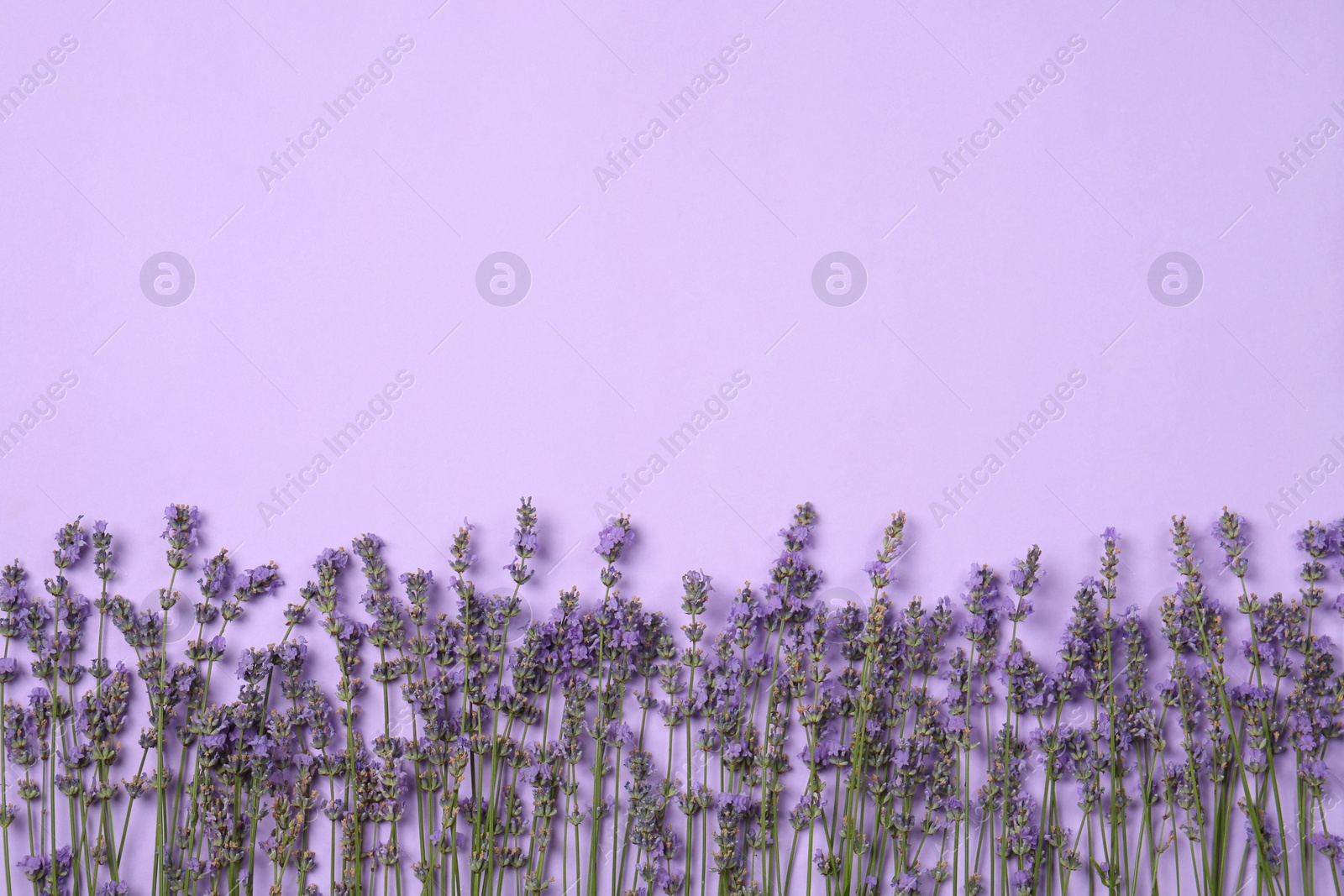 Photo of Flat lay composition with beautiful lavender flowers on violet background, space for text