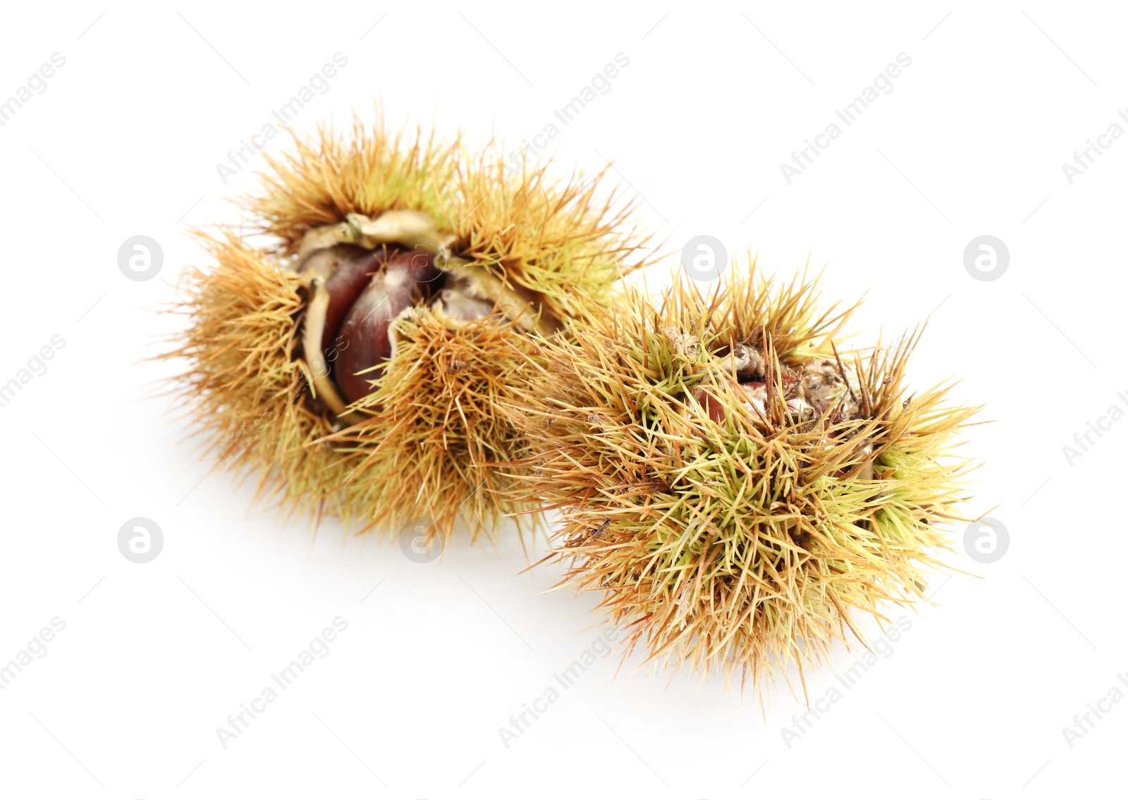 Photo of Fresh sweet edible chestnuts in husk on white background