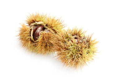 Photo of Fresh sweet edible chestnuts in husk on white background