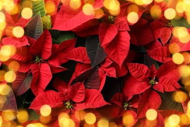 Image of Traditional Christmas poinsettia flower as background, top view. Bokeh effect on foreground