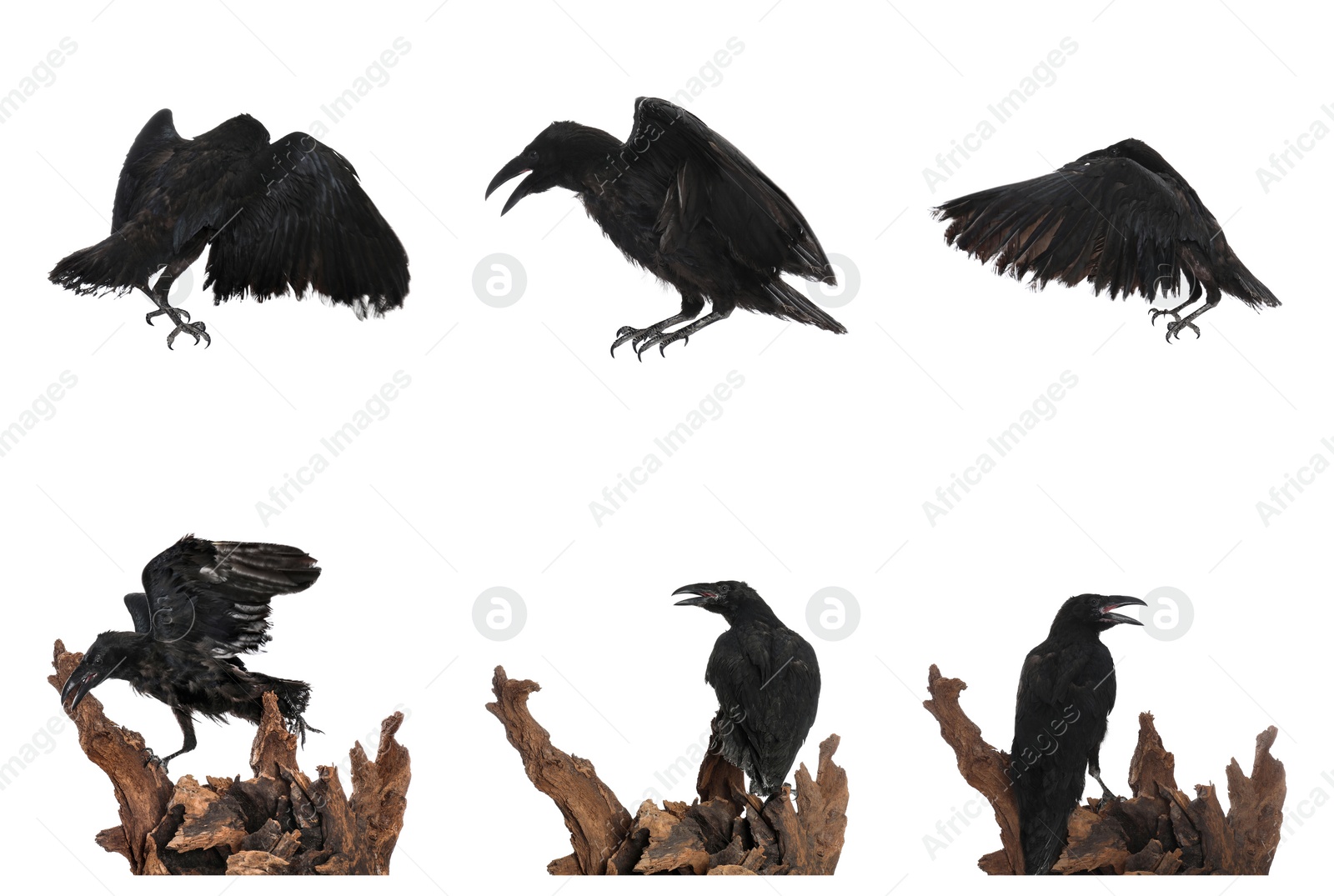 Image of Collage with black ravens on white background 