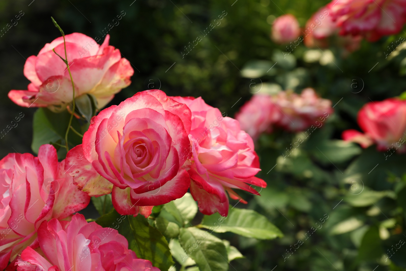 Photo of Beautiful blooming pink roses on bush outdoors, closeup. Space for text