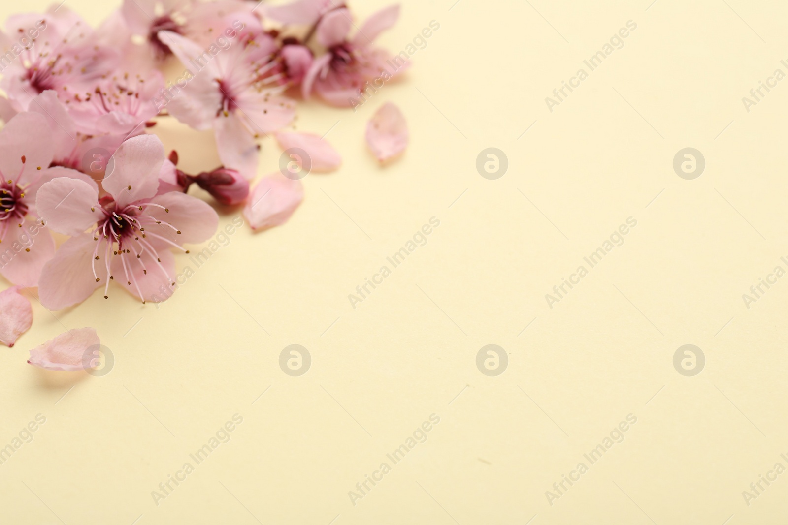 Photo of Beautiful spring tree blossoms and petals on yellow background, space for text