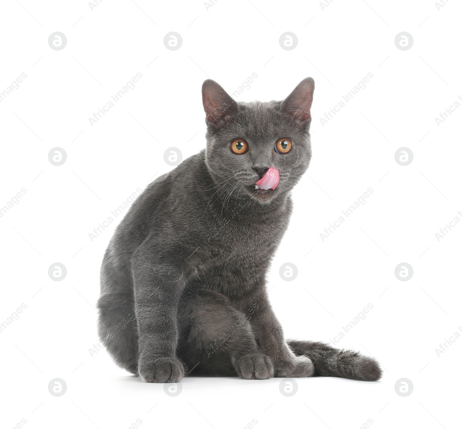 Photo of Adorable grey British Shorthair cat on white background