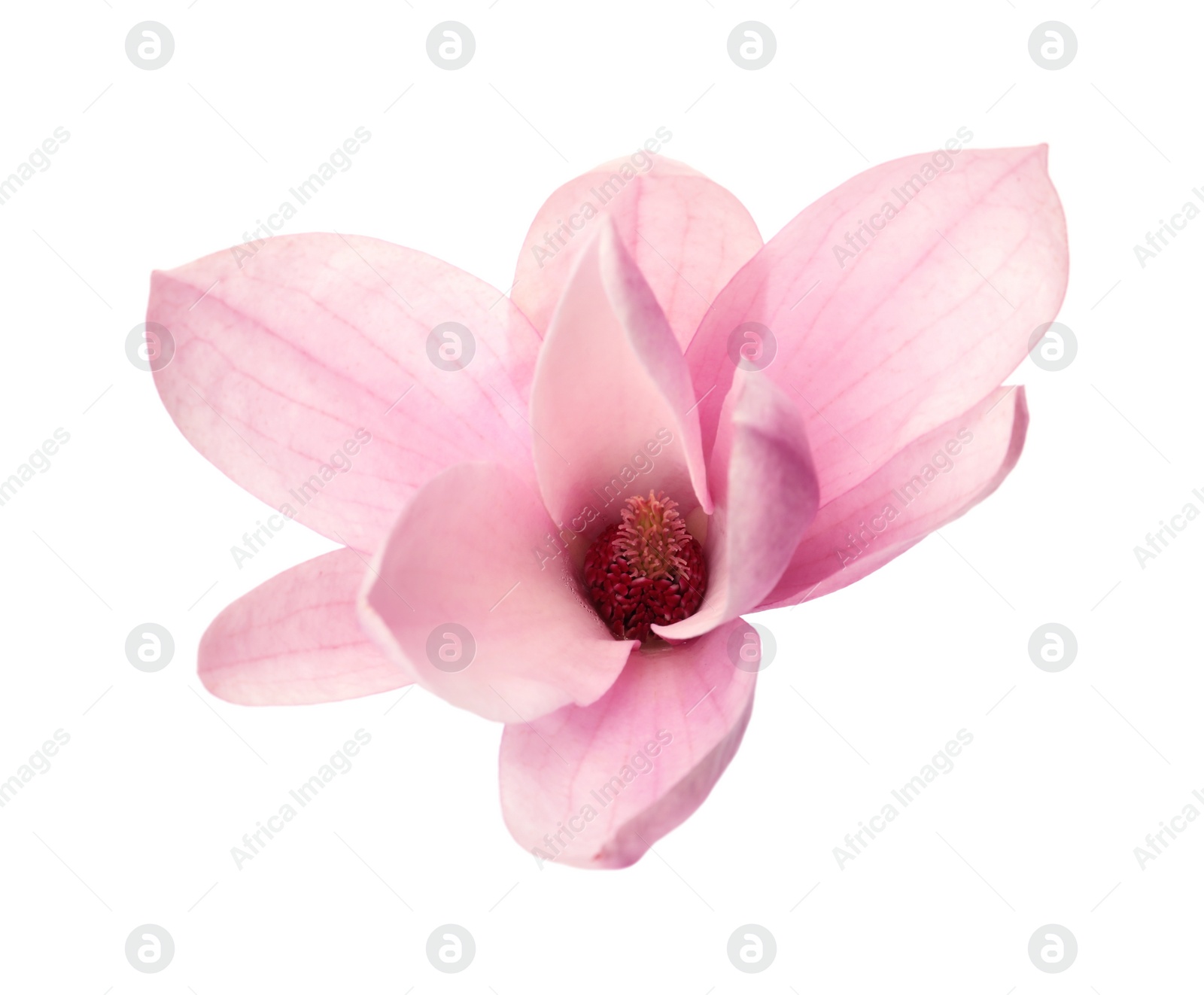 Photo of Beautiful delicate magnolia flower isolated on white