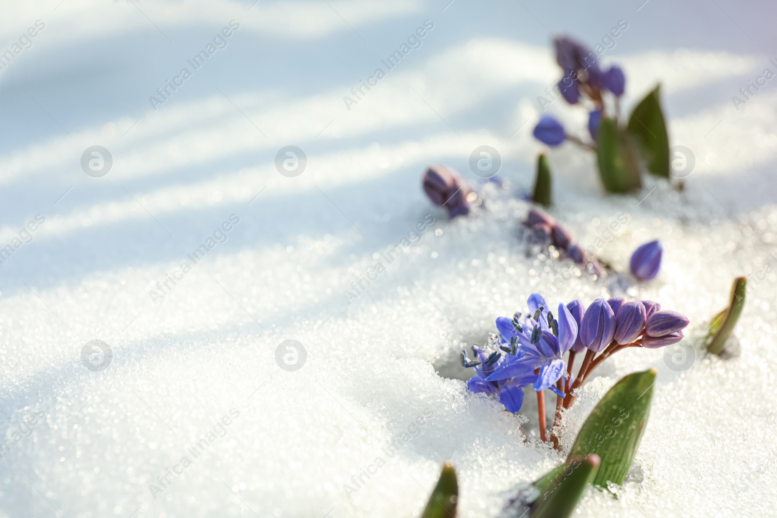 Photo of Beautiful lilac alpine squill flowers growing through 
snow outdoors, space for text