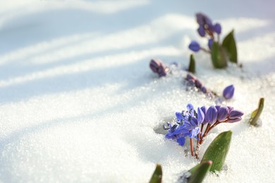 Beautiful lilac alpine squill flowers growing through 
snow outdoors, space for text