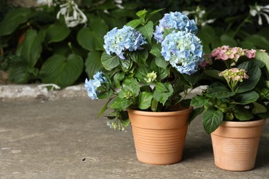 Photo of Beautiful blooming hortensia plants in pots outdoors. Space for text