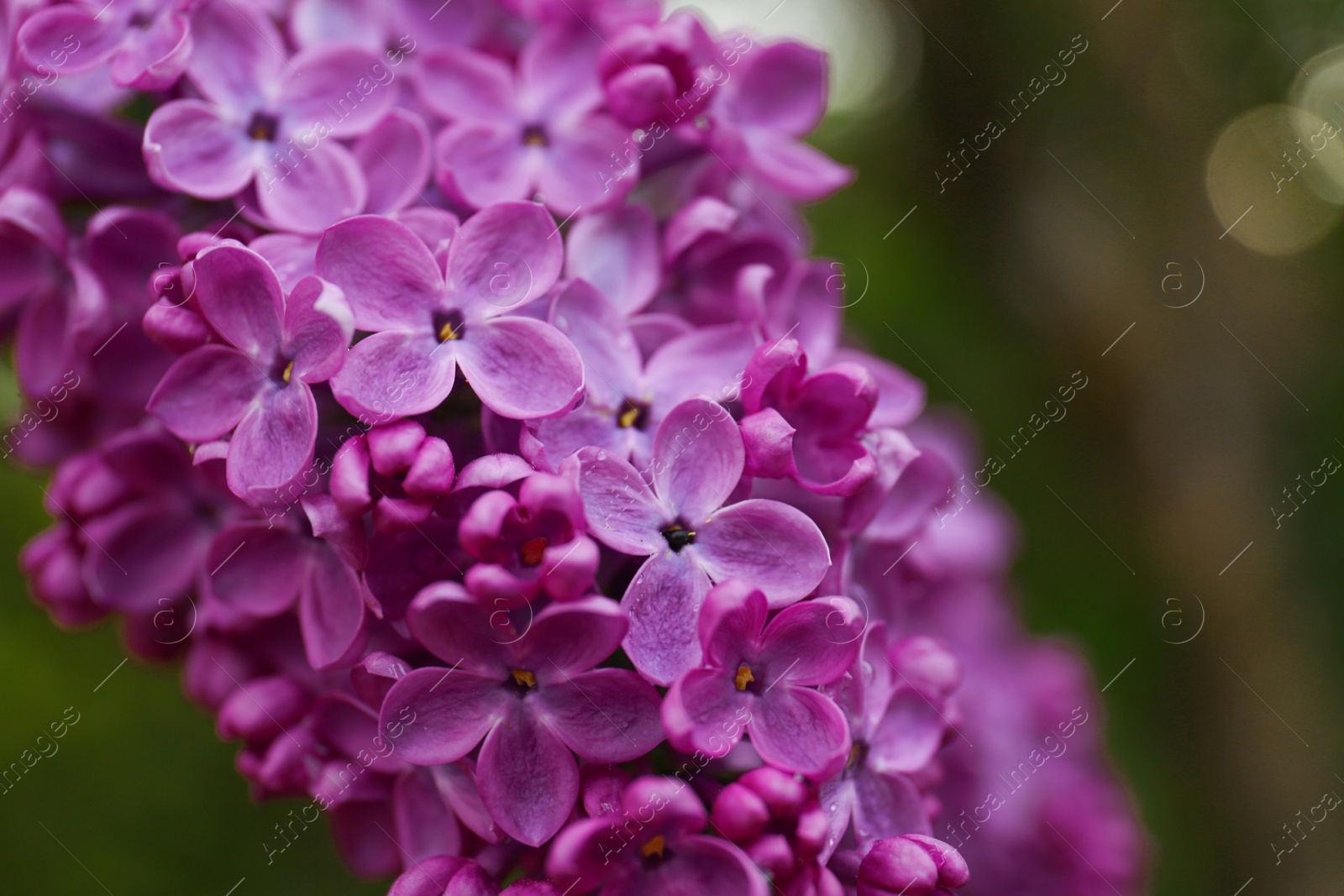 Photo of Beautiful lilac flowers on blurred background, closeup