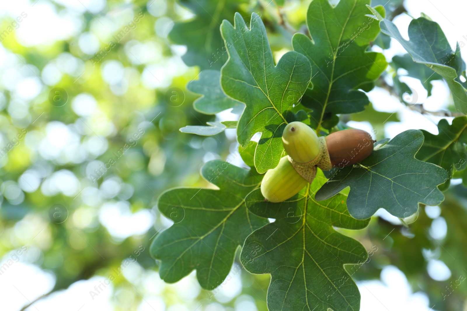 Photo of Closeup view of oak with green leaves and acorns outdoors