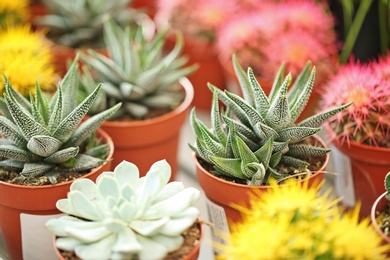 Photo of Beautiful echeverias in pots, closeup. Tropical flowers