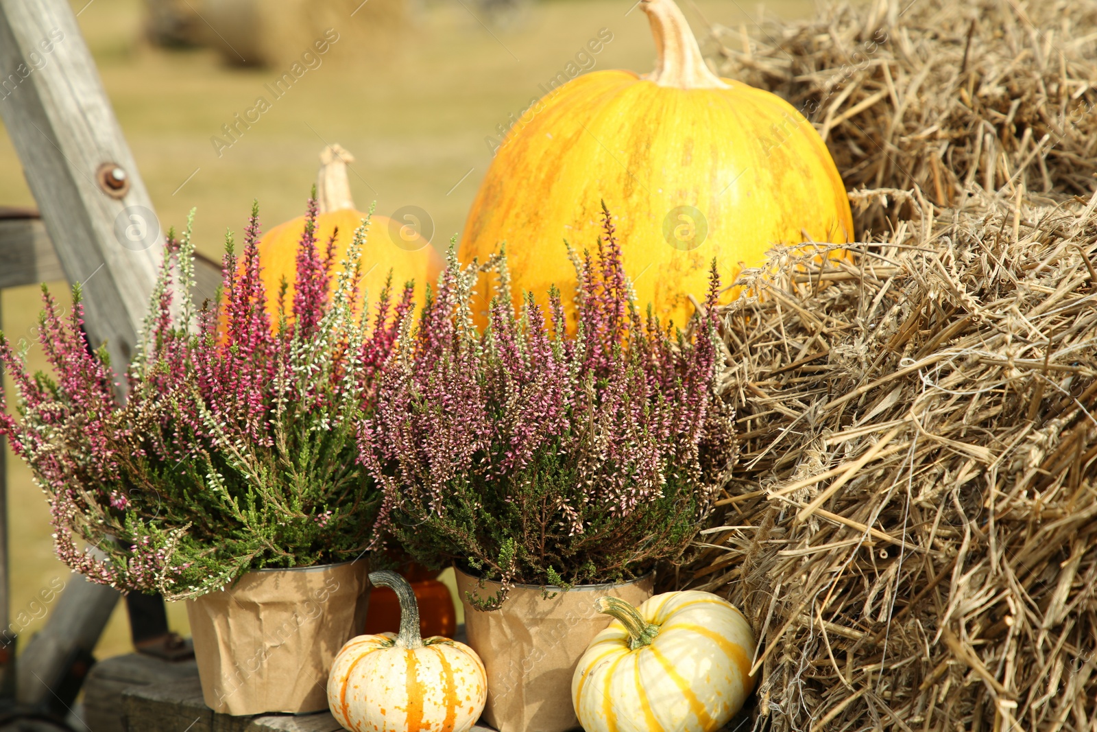 Photo of Beautiful heather flowers in pots, pumpkins and hay in wooden cart outdoors