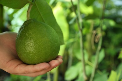 Photo of Woman picking ripe lemon from branch outdoors, closeup. Space for text