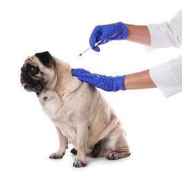 Professional veterinarian vaccinating cute pug dog on white background, closeup