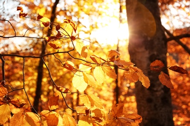 Sunlit golden leaves in autumn forest. Seasonal background