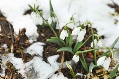 Beautiful blooming snowdrops growing outdoors. Spring flowers