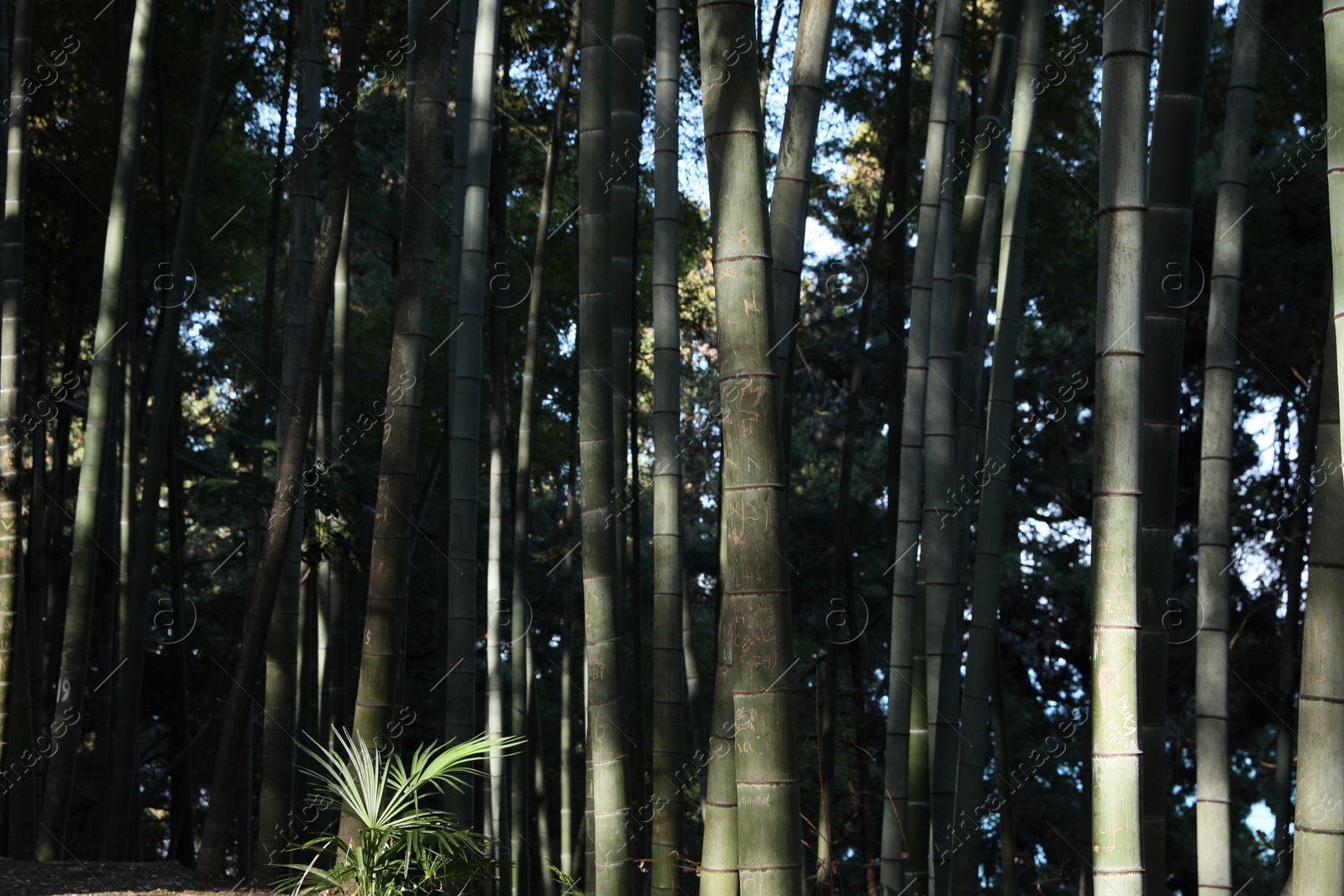 Photo of Beautiful green bamboo trees on sunny day in forest