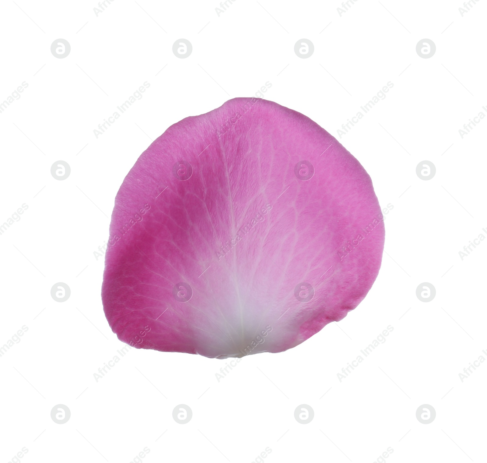 Photo of Pink rose flower petal on white background