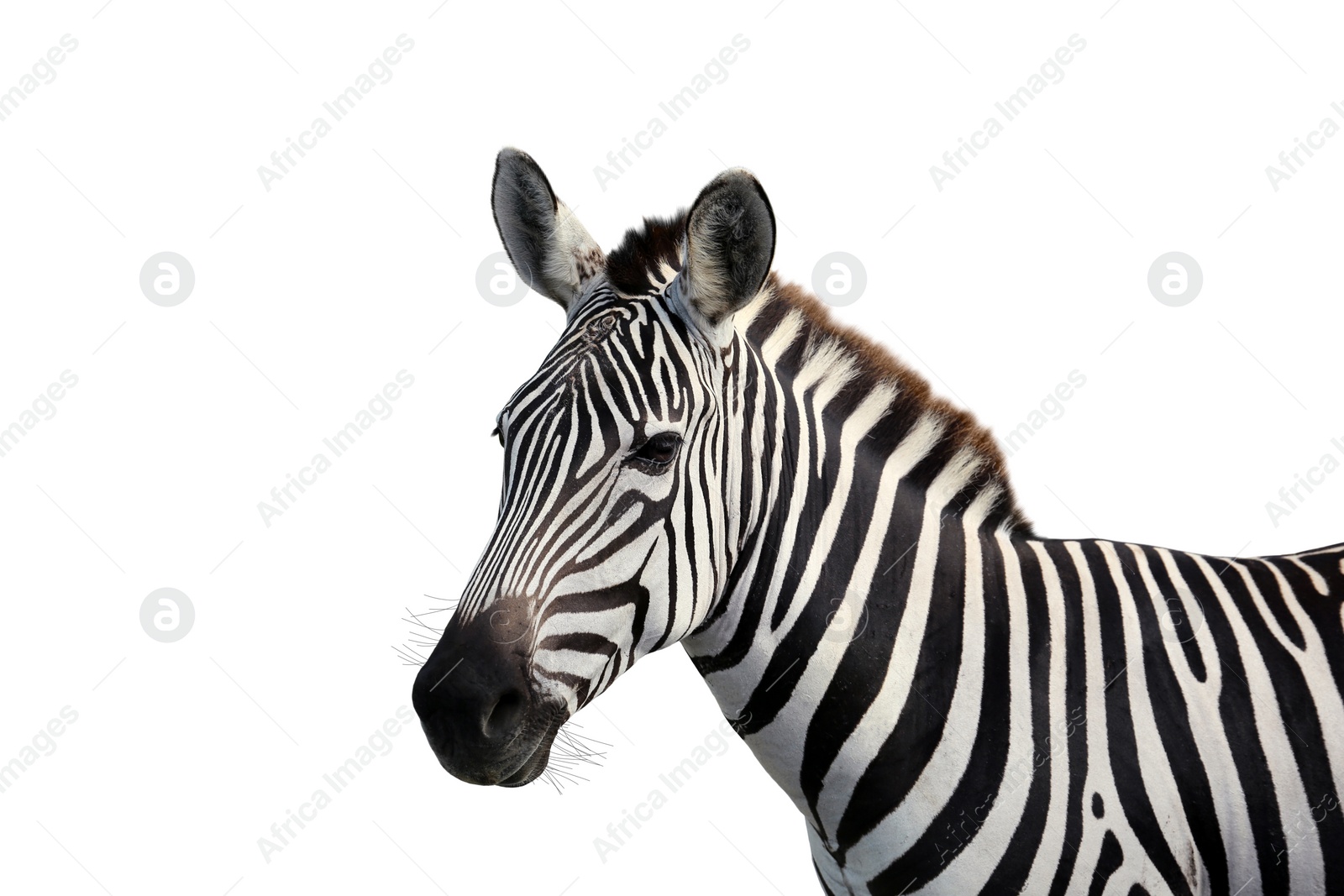 Image of Beautiful striped African zebra on white background. Wild animal