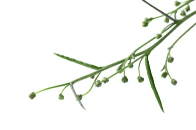 Photo of Twigs of fresh tarragon on white background