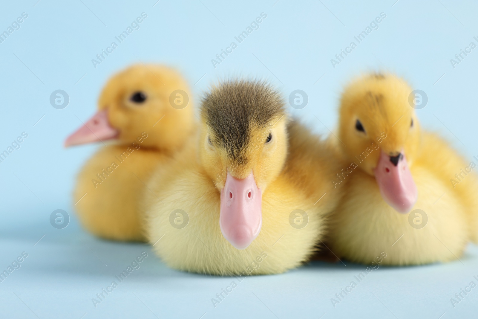 Photo of Baby animals. Cute fluffy ducklings sitting on light blue background, closeup