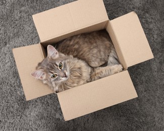 Photo of Cute fluffy cat in cardboard box on carpet, top view