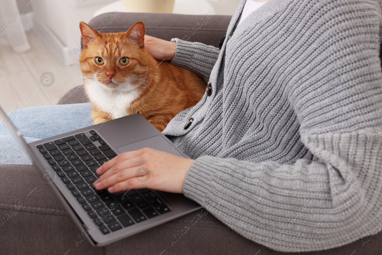 Photo of Woman with cat working in armchair at home , closeup