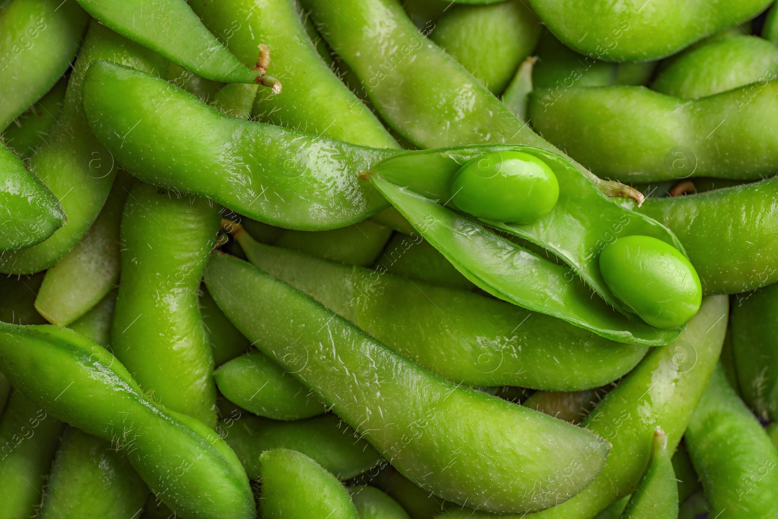 Photo of Many green edamame beans in pods as background, closeup