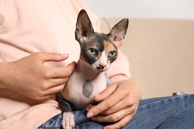 Cute sphynx cat with owner indoors, closeup. Friendly pet