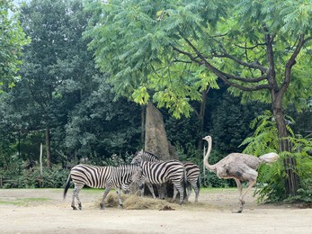 Photo of Beautiful grey African ostrich and zebras in zoo enclosure