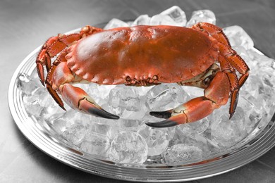 Photo of Delicious boiled crab with ice cubes on grey table, closeup