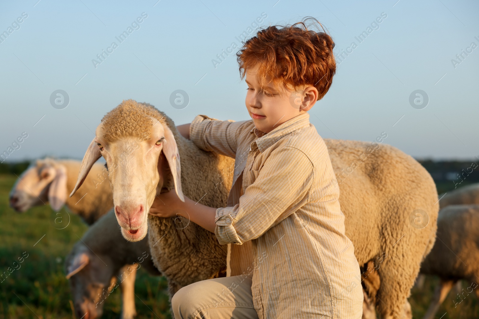 Photo of Boy with sheep on pasture. Farm animals