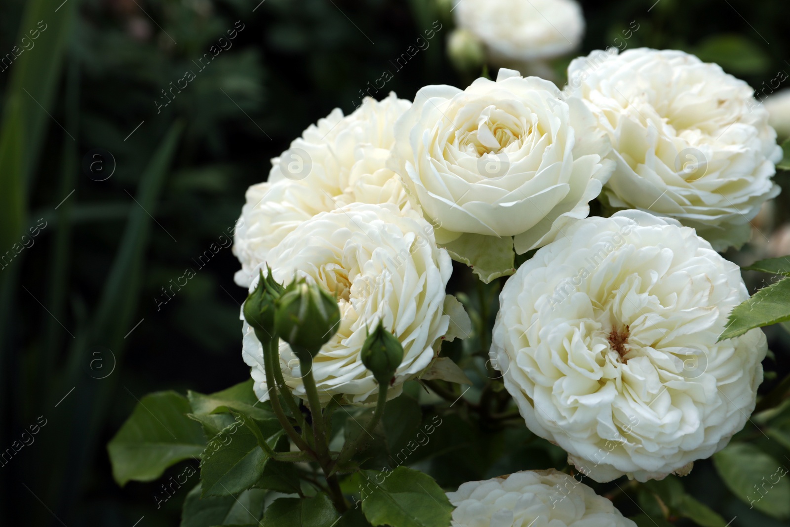 Photo of Beautiful blooming white roses on bush outdoors, closeup