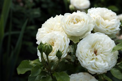 Beautiful blooming white roses on bush outdoors, closeup