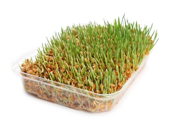 Container with sprouted wheat grass seeds on white background