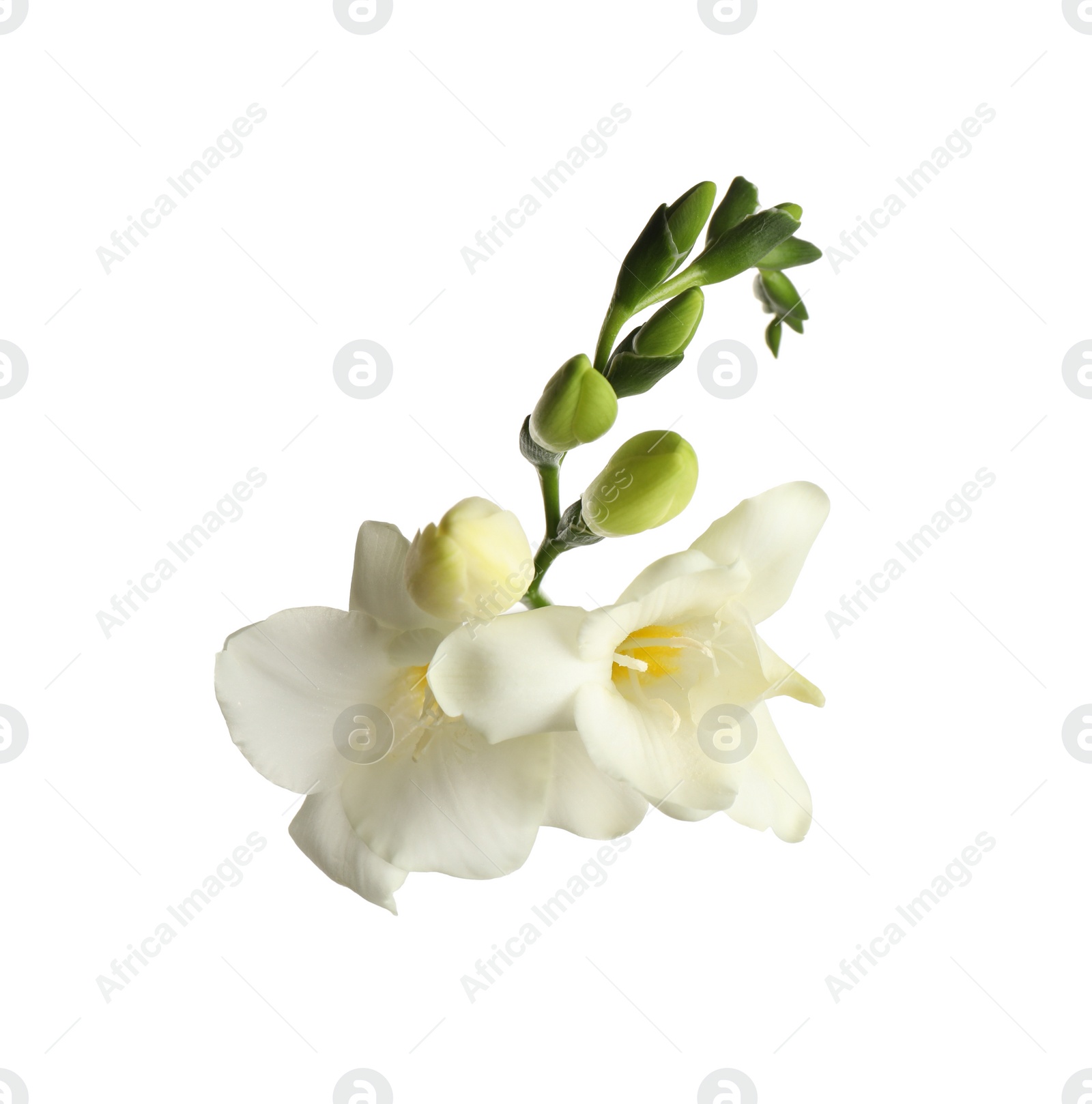 Photo of Beautiful blooming freesias isolated on white, top view