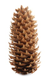 Photo of Beautiful dry pine cone isolated on white