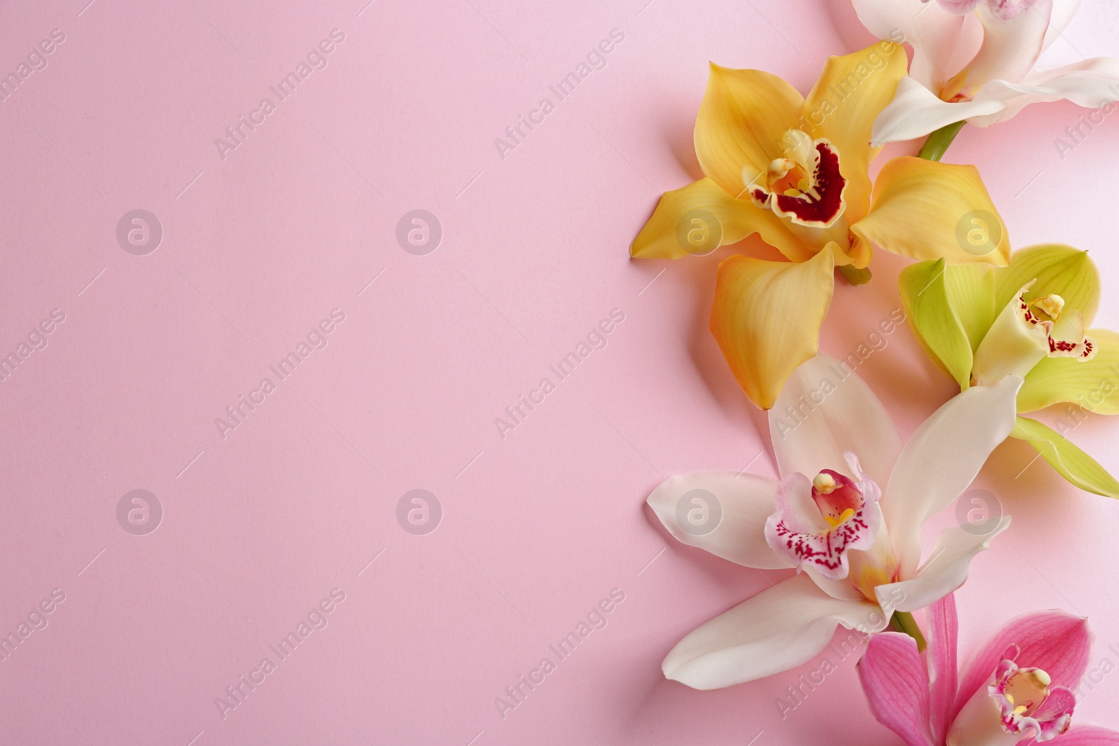 Photo of Beautiful tropical orchid flowers on color background, flat lay. Space for text